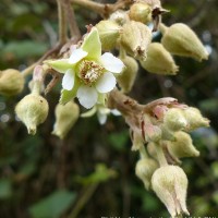 Rubus fairholmianus Gardner